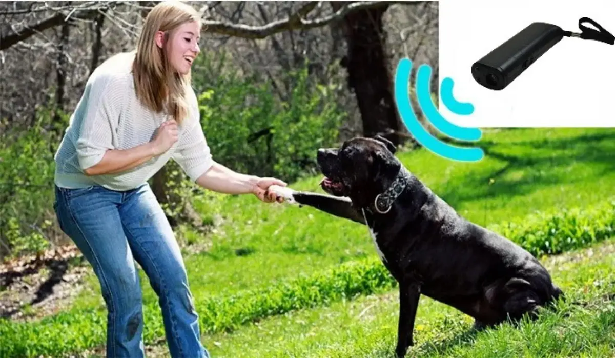 Pessoas estão usando para educar seus cachorros que adoram latir: